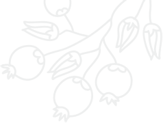 お花のイラスト